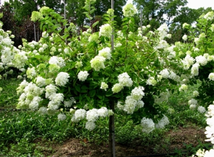 Pee Gee Hydrangea - Hydrangea paniculata ''Grandiflora'' from Pea Ridge Forest