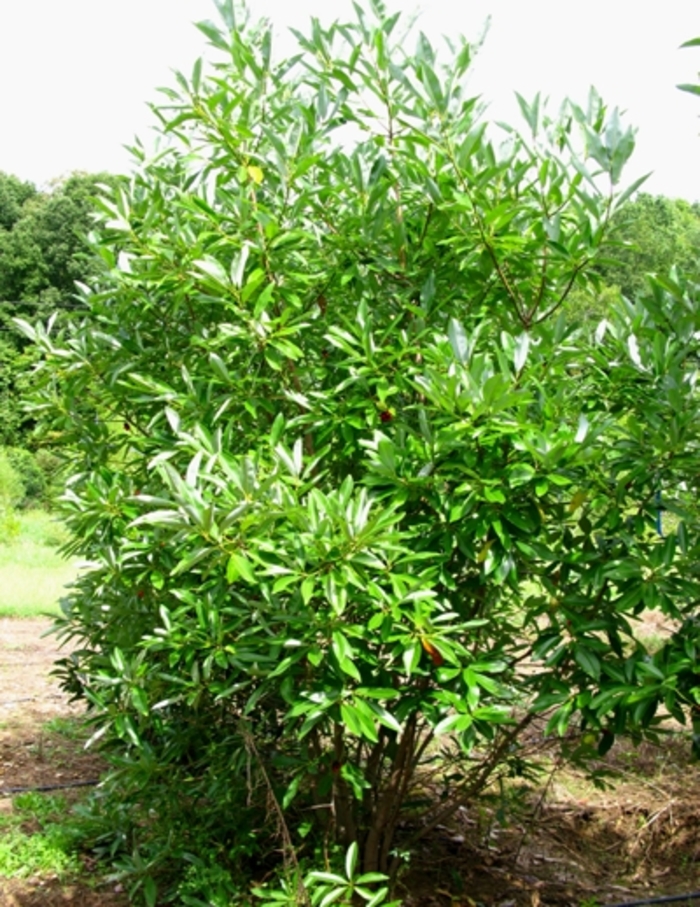 Sweetbay Magnolia - Magnolia virginiana from Pea Ridge Forest