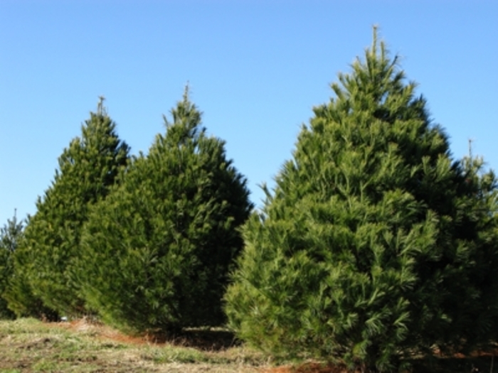 Eastern White Pine - Pinus strobus from Pea Ridge Forest