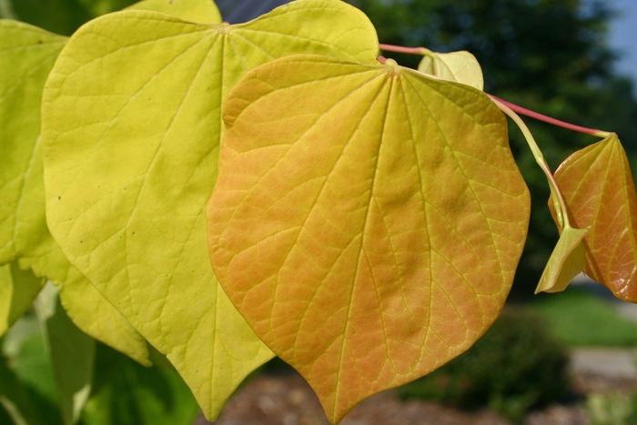 Hearts of Gold Redbud - Cercis canadensis 'Hearts of Gold' from Pea Ridge Forest Hearts of Gold Redbud - Cercis canadensis 'Hearts of Gold' from Pea Ridge Forest