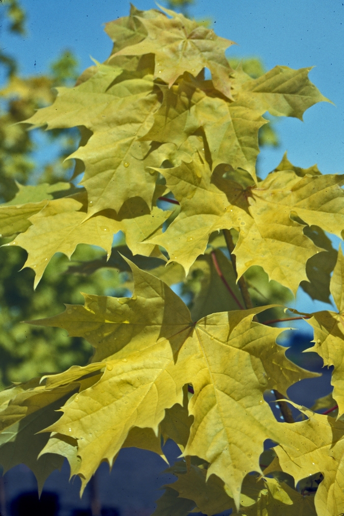 Princeton Gold® Maple - Acer platanoides 'Princeton Gold' from Pea Ridge Forest
