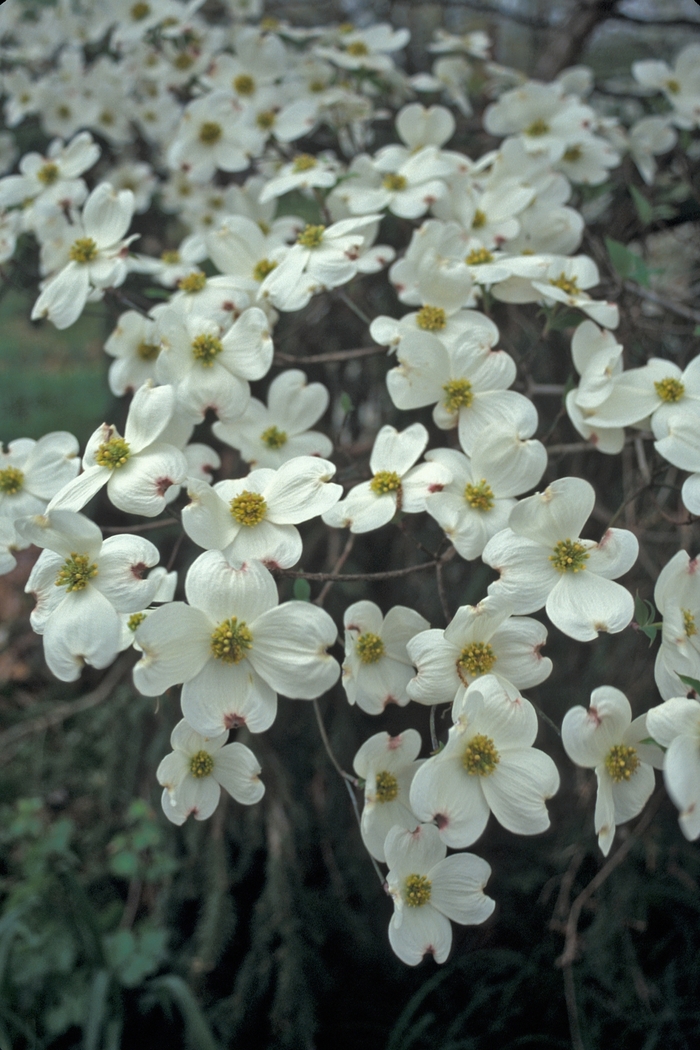 Dogwood - Cornus florida 'Cloud 9' from Pea Ridge Forest