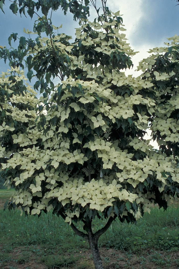 Dogwood - Cornus kousa 'Greensleeves' from Pea Ridge Forest Dogwood - Cornus kousa 'Greensleeves' from Pea Ridge Forest