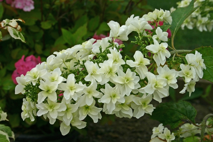 Hydrangea - Hydrangea quercifolia 'Snowflake' from Pea Ridge Forest