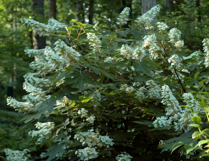 Oakleaf Hydrangea - Hydrangea quercifolia 'Alice' from Pea Ridge Forest