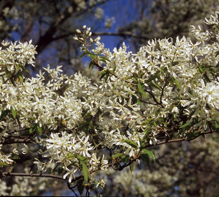 Serviceberry - Amelanchier canadensis from Pea Ridge Forest