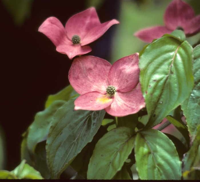 Satomi Kousa Dogwood - Cornus kousa 'Satomi' from Pea Ridge Forest