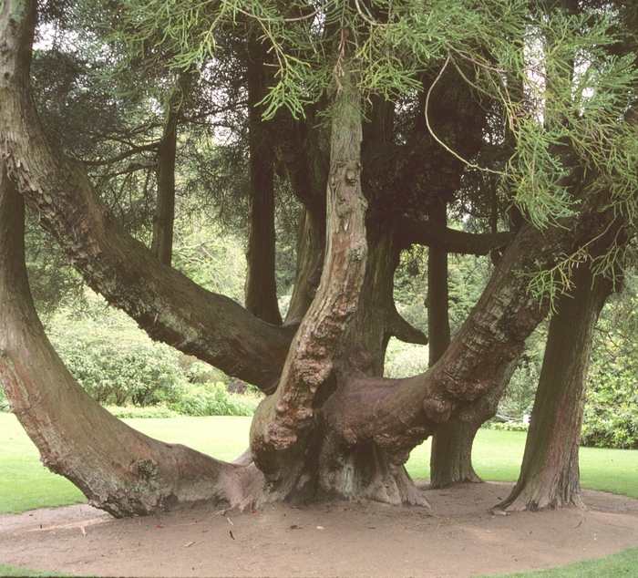 Japanese Cryptomeria - Crytptomeria japonica from Pea Ridge Forest