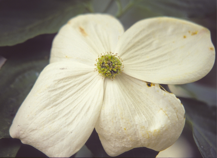 Venus Dogwood - Cornus x 'Venus' from Pea Ridge Forest