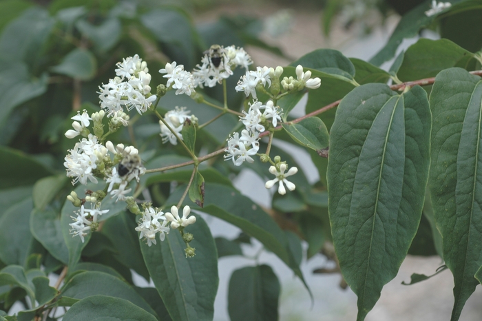 Seven Son Flower - Heptacodium miconioides from Pea Ridge Forest Seven Son Flower - Heptacodium miconioides from Pea Ridge Forest