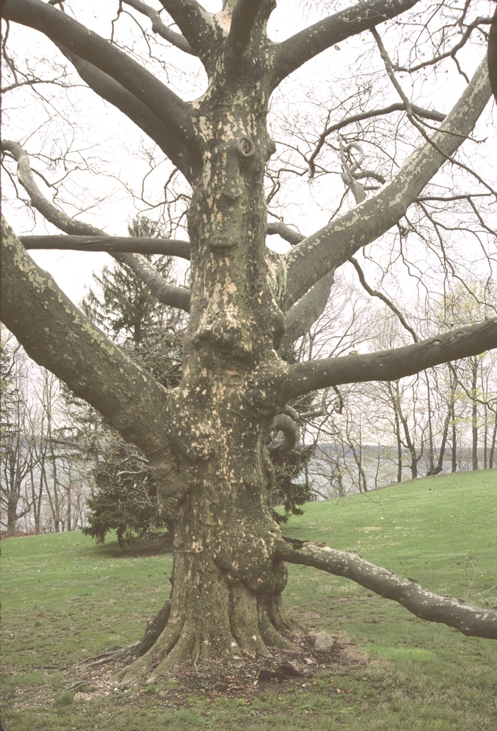 London Planetree - Platanus x acerifolia from Pea Ridge Forest