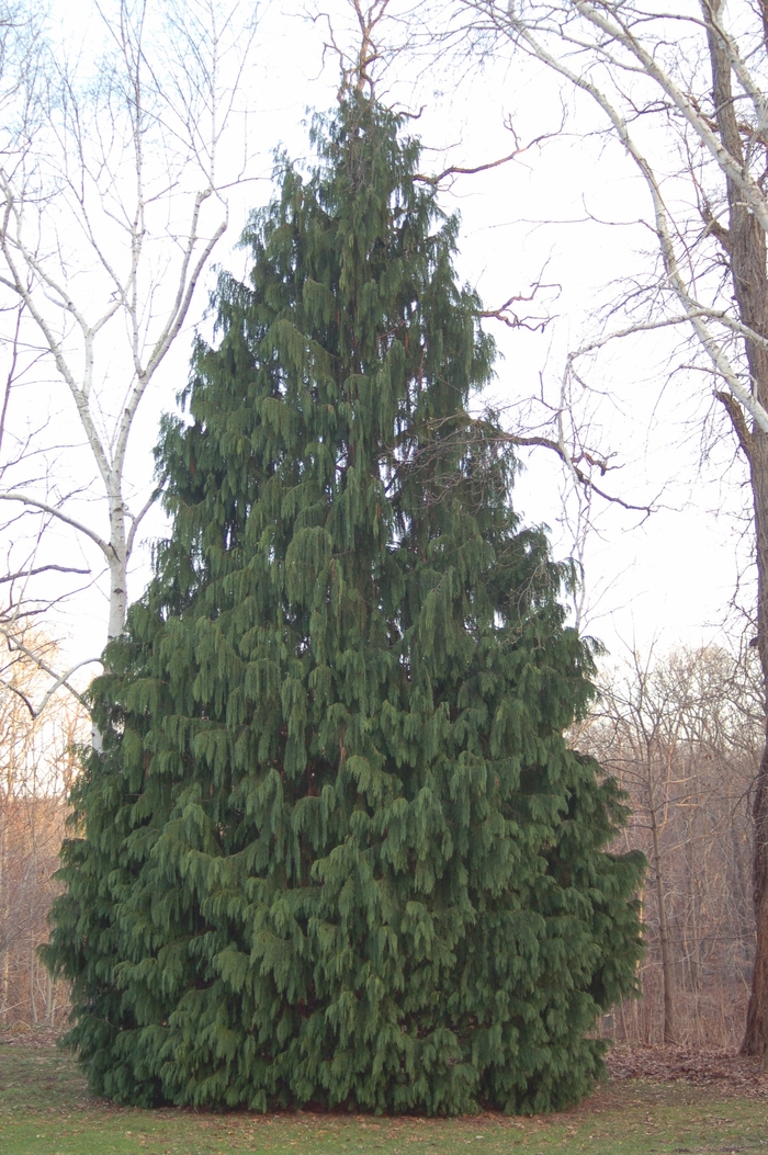 Weeping Nootka False Cypress - Chamaecyparis nootkatensis 'Pendula' from Pea Ridge Forest