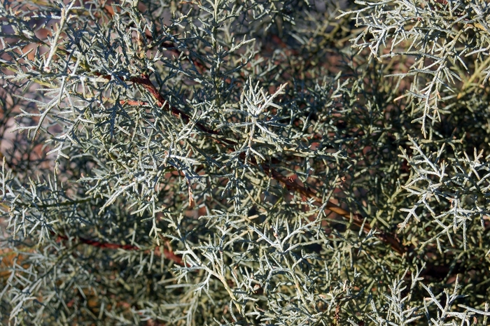 Blue Ice Cypress - Cupressus arizonica 'Blue Ice' from Pea Ridge Forest Blue Ice Cypress - Cupressus arizonica 'Blue Ice' from Pea Ridge Forest