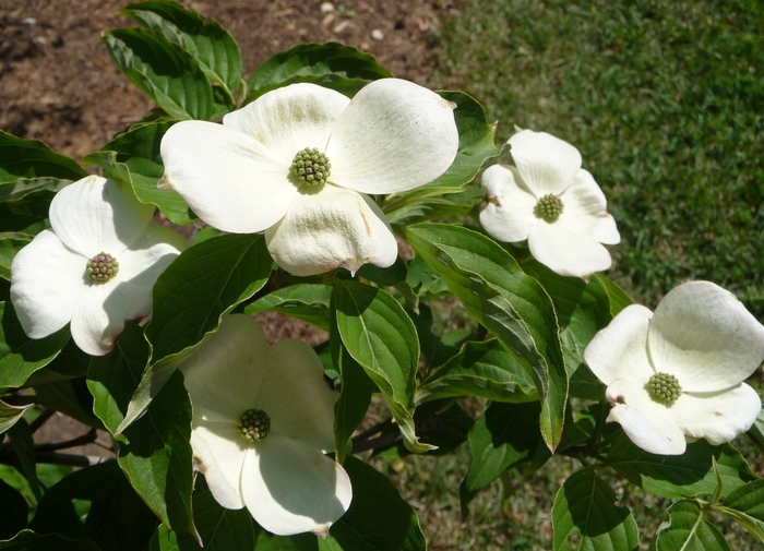 Chinese Dogwood or Kousa Dogwood - Cornus kousa from Pea Ridge Forest