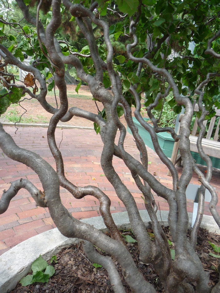 Harry Lauder's Walking Stick - Corylus avellana 'Contorta' from Pea Ridge Forest