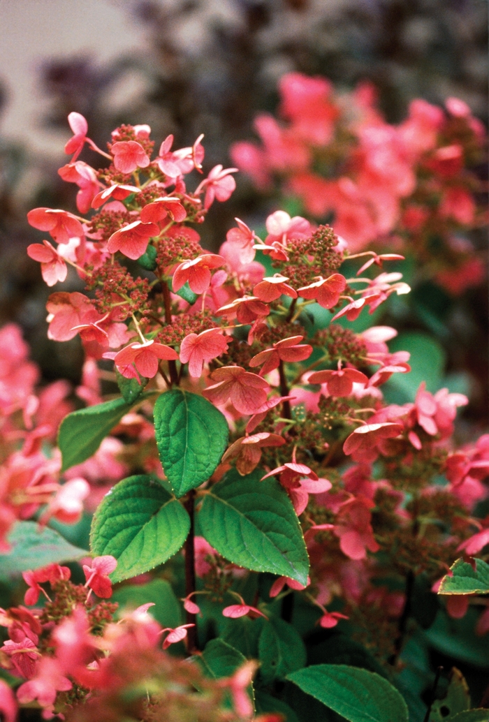 Quick Fire® - Hydrangea paniculata from Pea Ridge Forest Quick Fire® - Hydrangea paniculata from Pea Ridge Forest