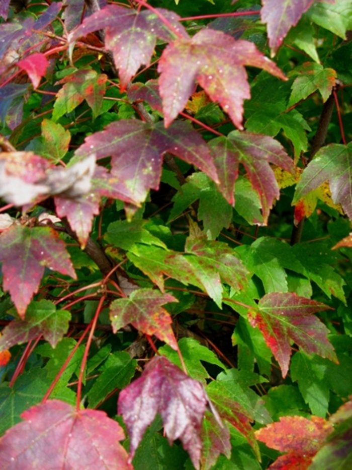 Somerset Red Maple Tree - Acer rubrum 'Somerset' from Pea Ridge Forest