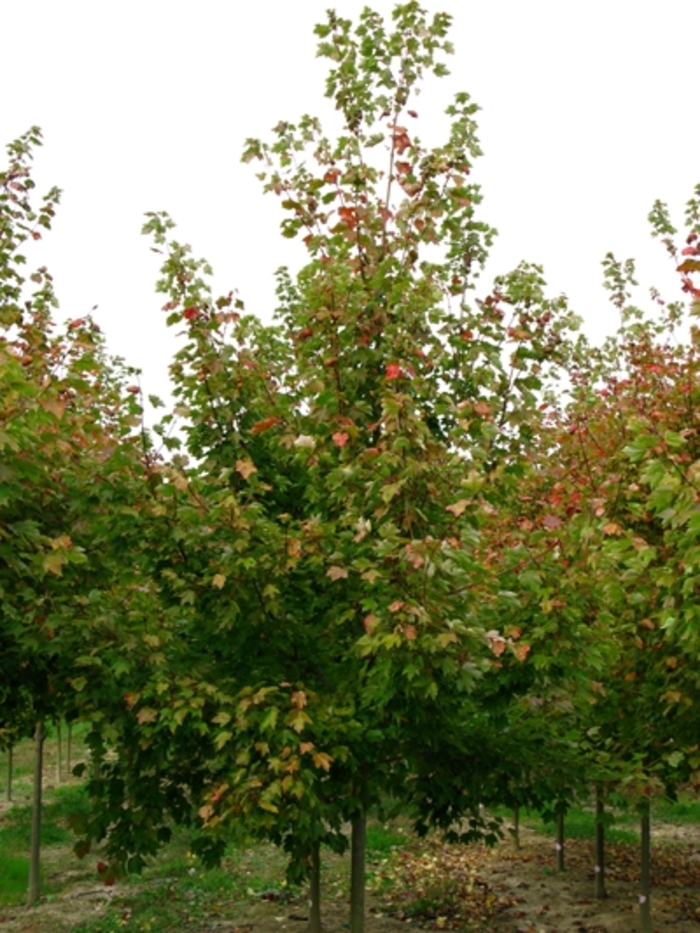 Red Sunset Maple - Acer rubrum 'Franksred' from Pea Ridge Forest