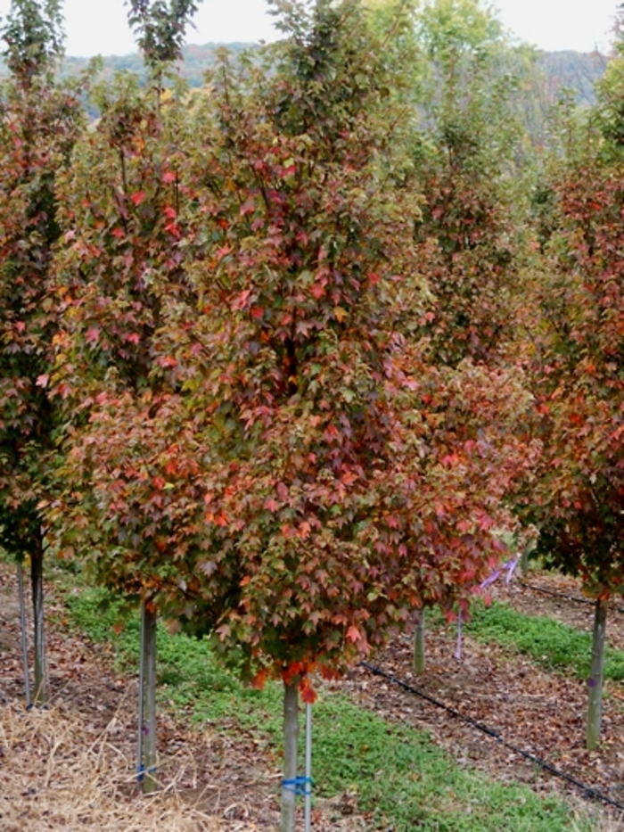 Red Maple - Acer rubrum 'Sun Valley' from Pea Ridge Forest