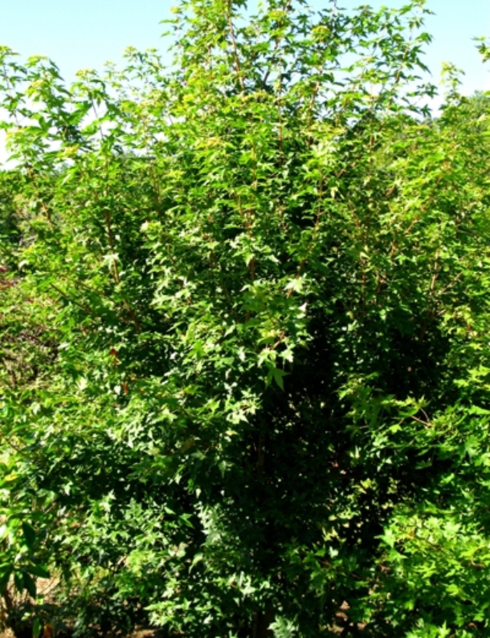 Shantung Maple - Acer truncatum from Pea Ridge Forest
