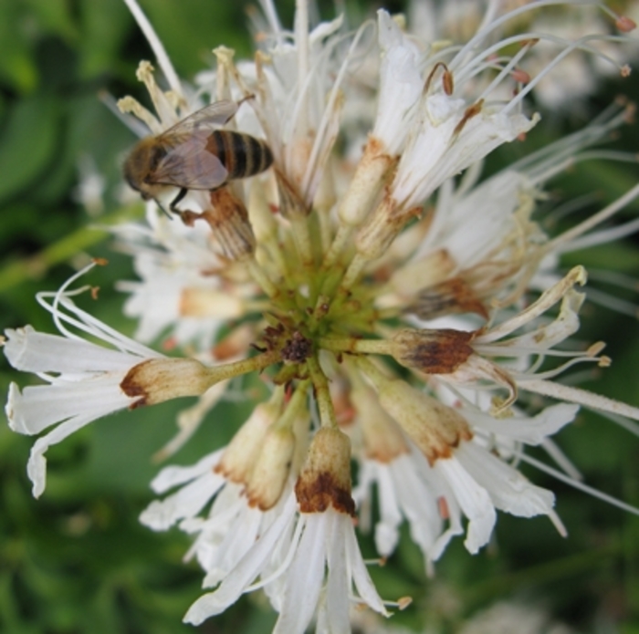 Bottlebrush Buckeye - Aesculus parviflora from Pea Ridge Forest