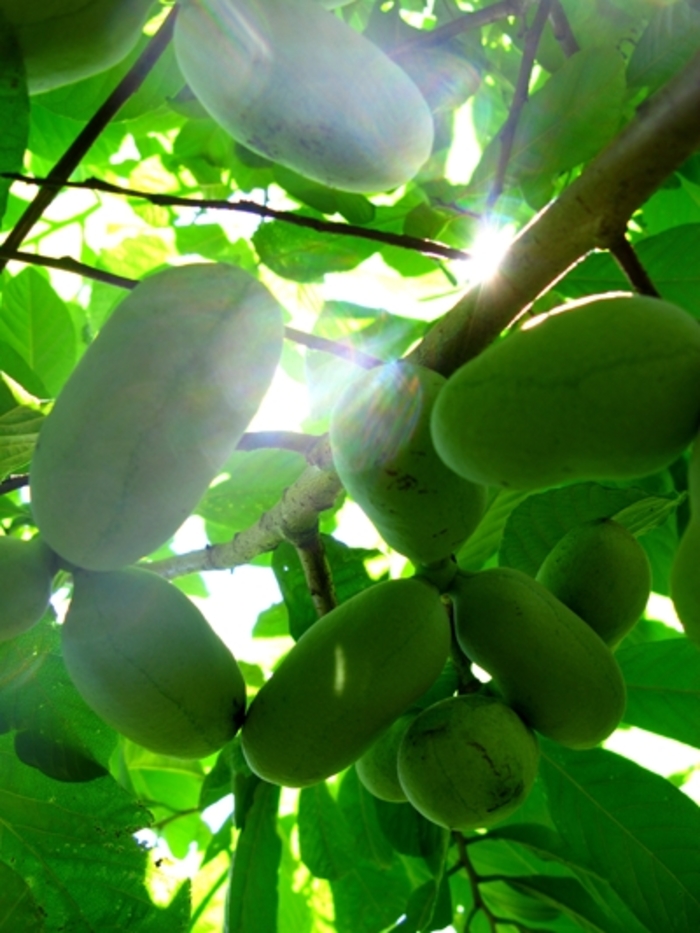 Paw Paw Tree - Asimina triloba from Pea Ridge Forest