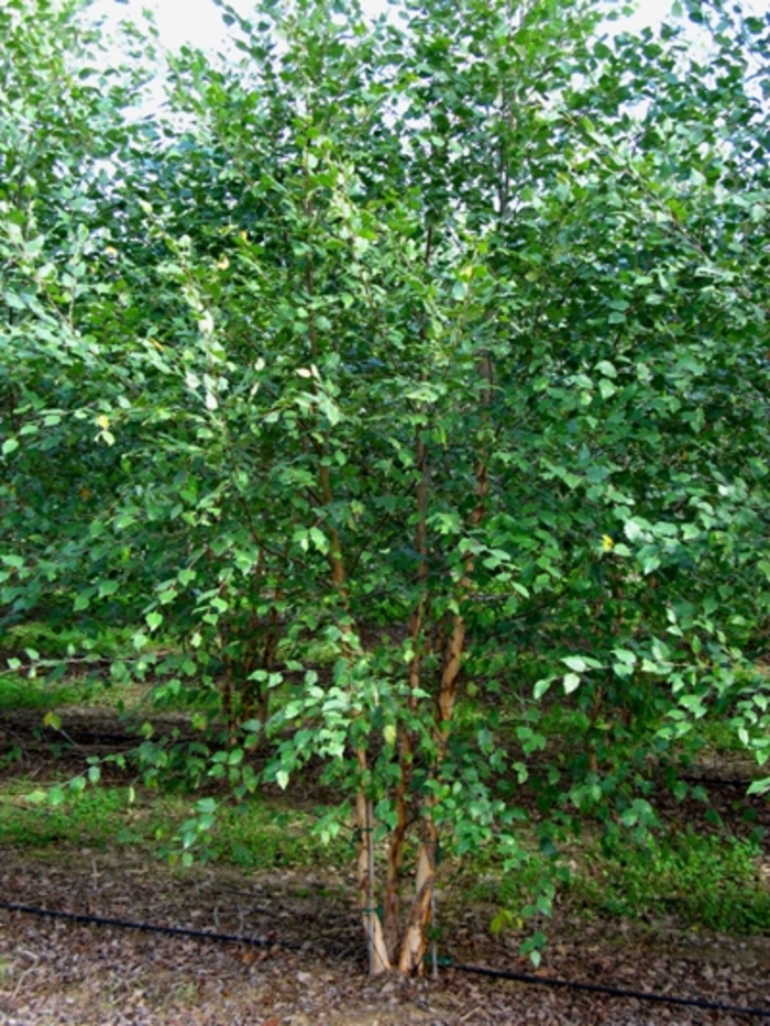 Dura Heat ®Birch Tree - Betula nigra 'Dura Heat®' from Pea Ridge Forest