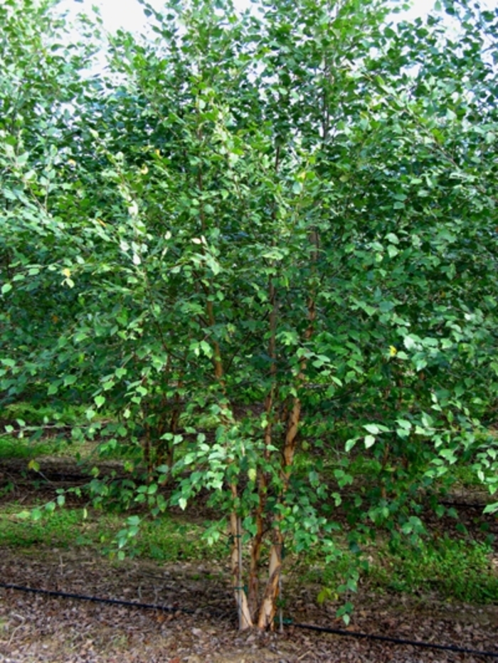 Dura Heat ®Birch Tree - Betula nigra 'Dura Heat®' from Pea Ridge Forest Dura Heat ®Birch Tree - Betula nigra 'Dura Heat®' from Pea Ridge Forest