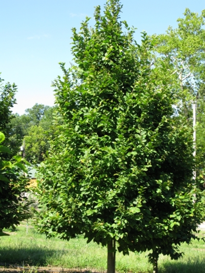 hornbeam - Carpinus betulus from Pea Ridge Forest
