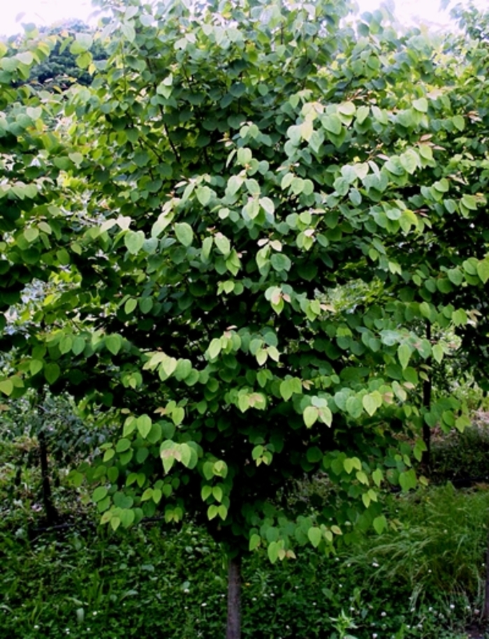 Katsura Tree - Cercidiphyllum japonicum from Pea Ridge Forest