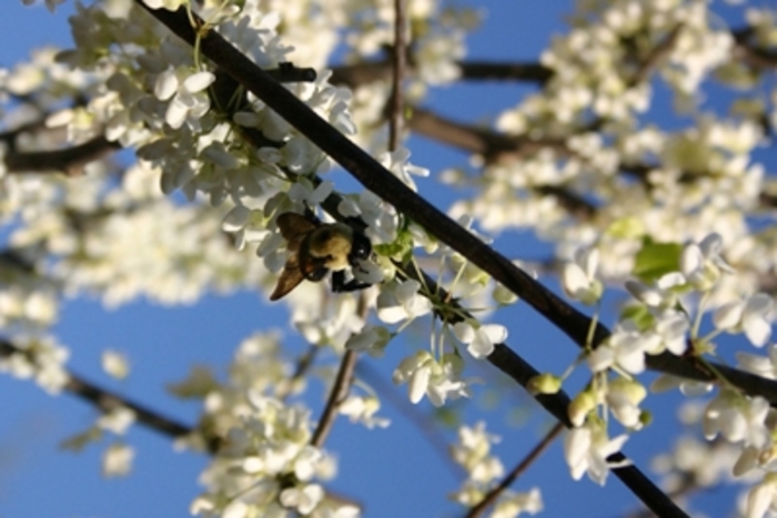 White redbud - Cercis canadensis 'Alba' from Pea Ridge Forest White redbud - Cercis canadensis 'Alba' from Pea Ridge Forest