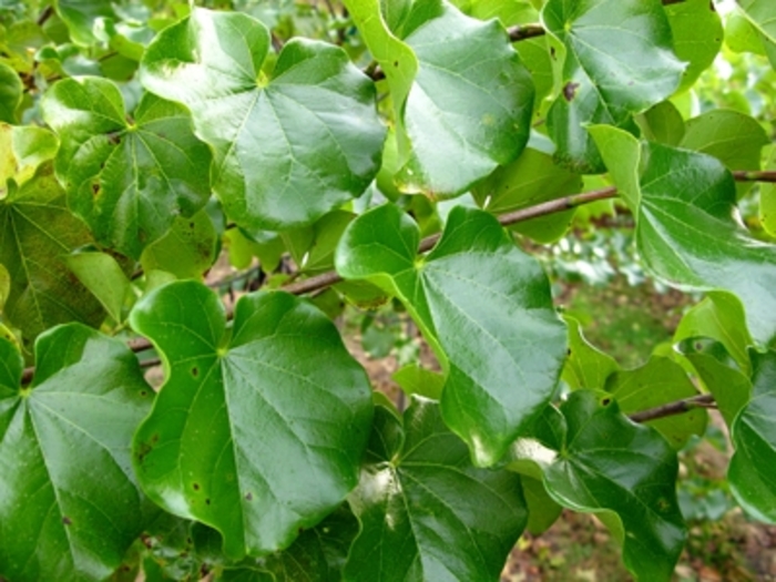 Redbud - Cercis reniformis 'Oklahoma' from Pea Ridge Forest