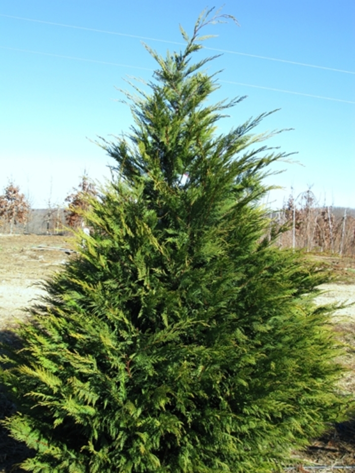 Leyland Cypress - Cupressocyparis leylandii from Pea Ridge Forest