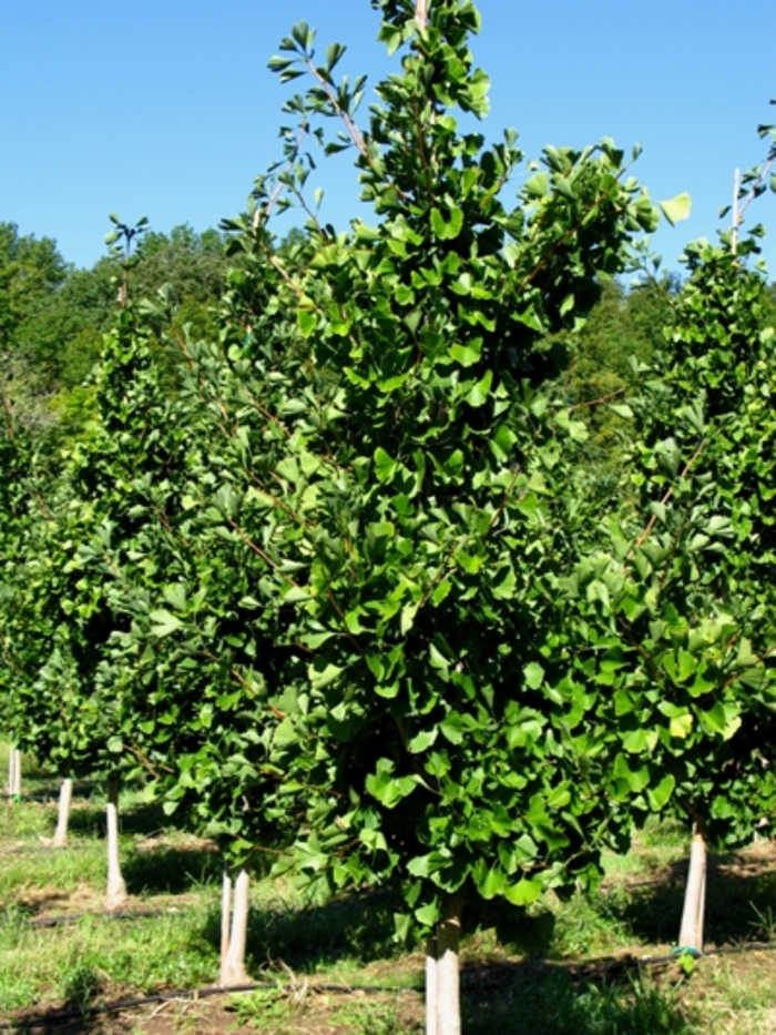 Ginkgo - Ginkgo biloba 'Autumn Gold' from Pea Ridge Forest