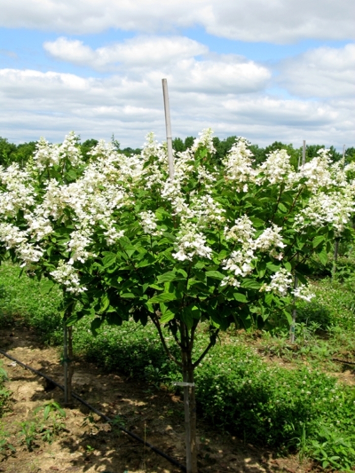 Tardiva Hydrangea - Hydrangea paniculata ''Tardiva'' from Pea Ridge Forest