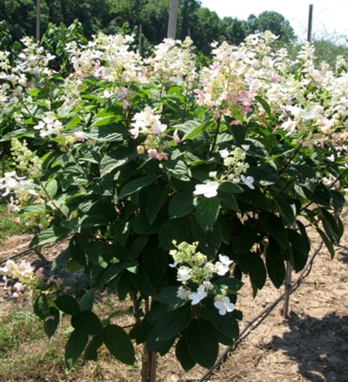 Pink Diamond Hydrangea - Hydrangea paniculata ''Pink Diamond'' from Pea Ridge Forest