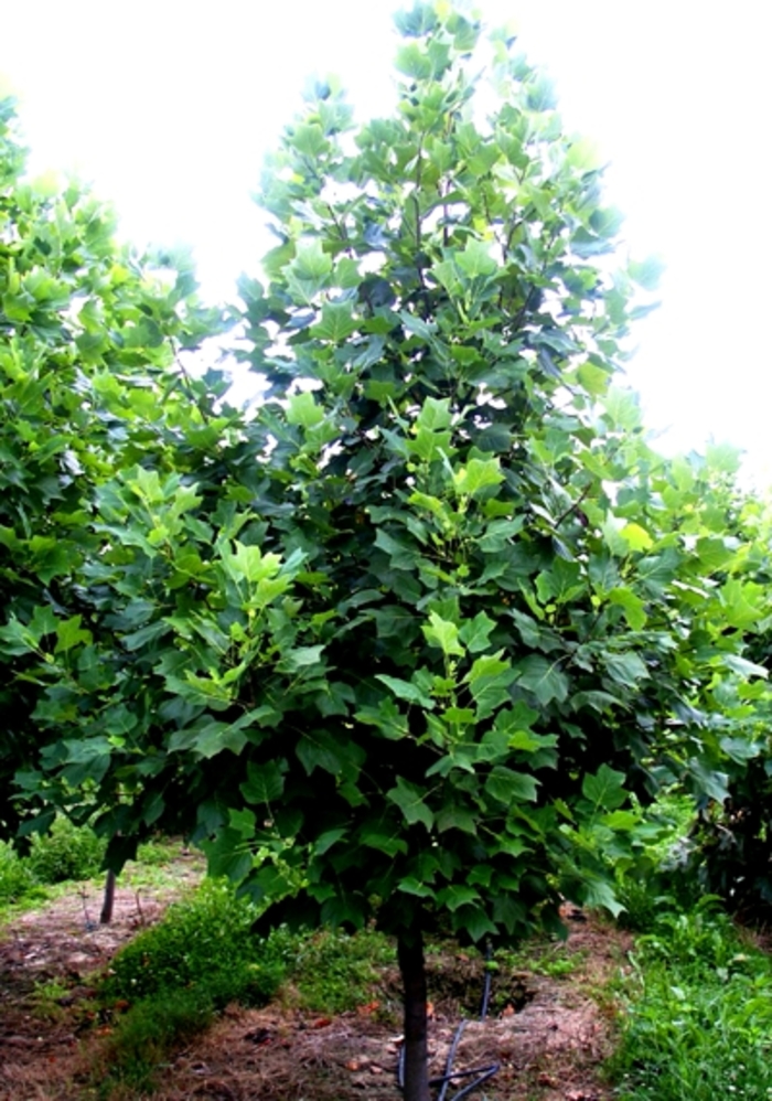 Tulip Poplar - Liriodendron tulipfera from Pea Ridge Forest