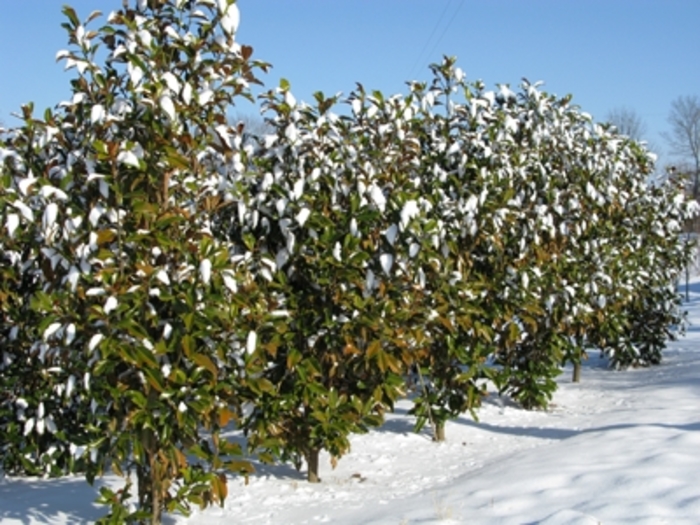 Bracken's Brown Beauty Magnolia - Magnolia grandiflora 'Bracken's Brown Beauty' from Pea Ridge Forest