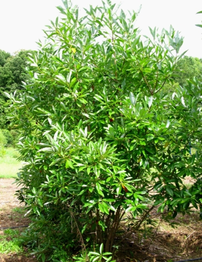 Sweetbay Magnolia - Magnolia virginiana from Pea Ridge Forest Sweetbay Magnolia - Magnolia virginiana from Pea Ridge Forest