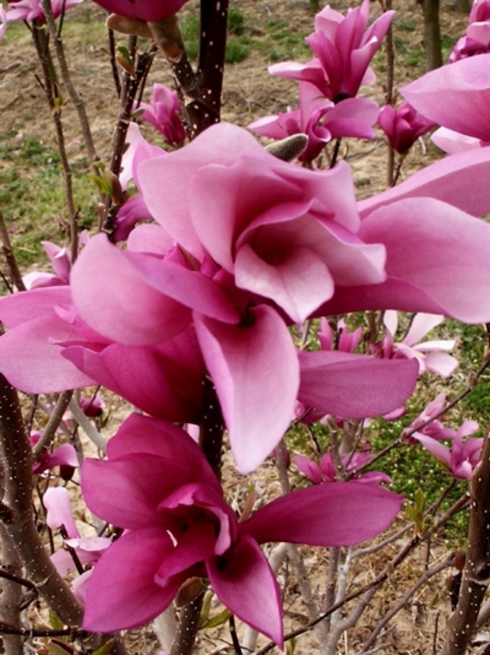 Jane Magnolia - Magnolia lilifora 'Jane' from Pea Ridge Forest Jane Magnolia - Magnolia lilifora 'Jane' from Pea Ridge Forest