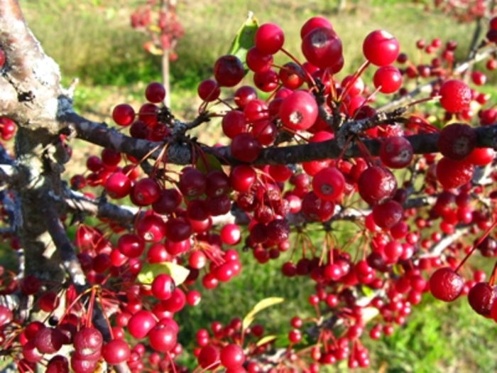 Malus sargentii | Sargent Crabapple | Pea Ridge Forest