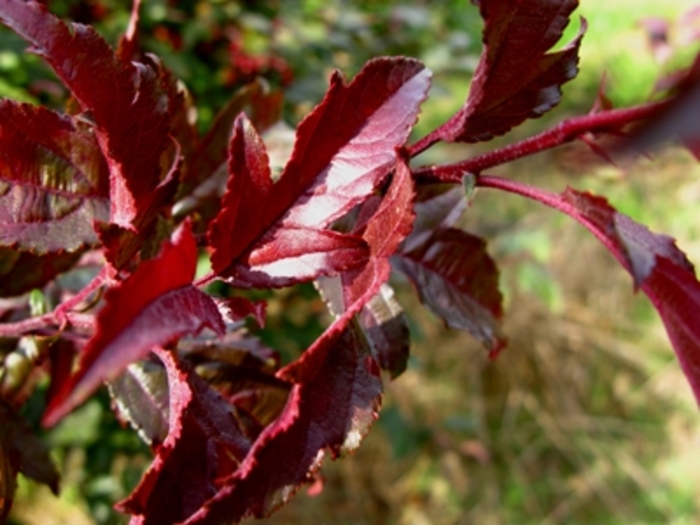 Royal Raindrops® Crabapple - Malus 'JFS-KW5' from Pea Ridge Forest