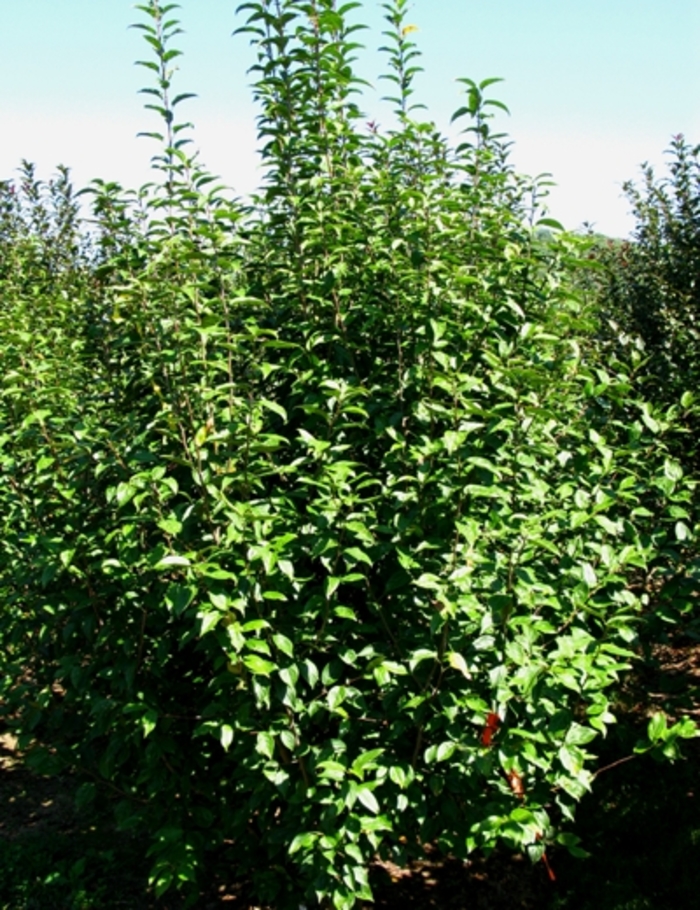 Flowering Crabapple - Malus 'Snowdrfit' from Pea Ridge Forest