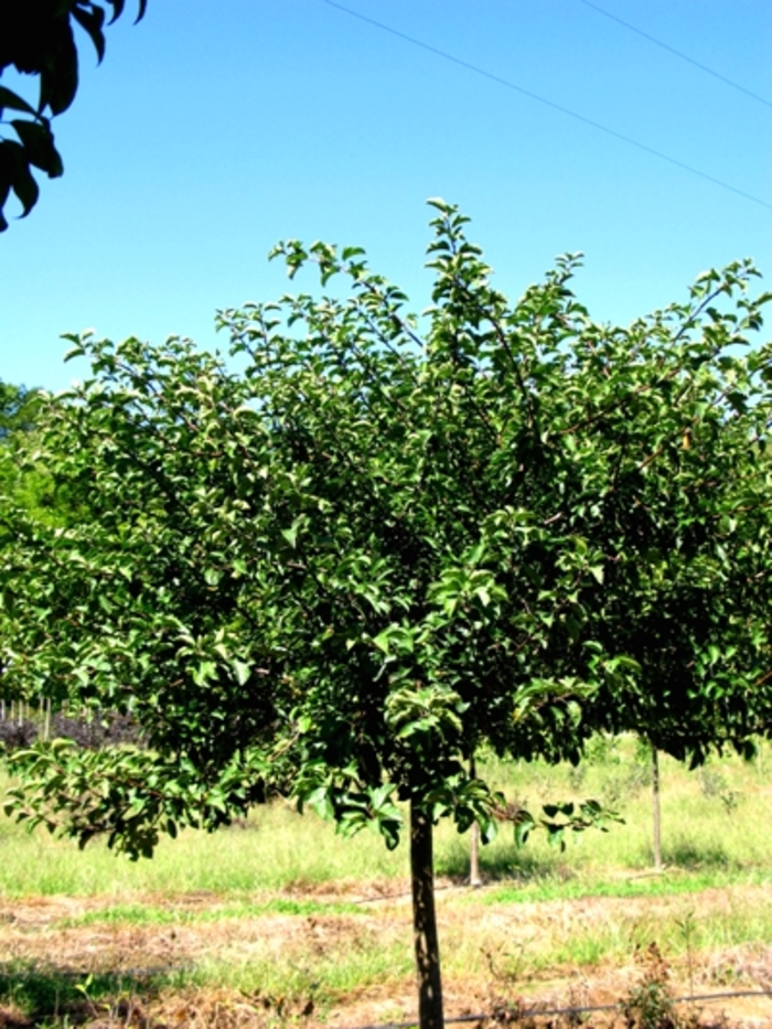 Tina Crabapple - Malus 'Tina' from Pea Ridge Forest Tina Crabapple - Malus 'Tina' from Pea Ridge Forest