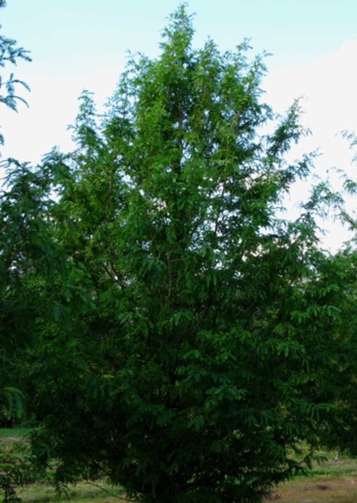 Dawn Redwood - Metasequoia glyptostroboides from Pea Ridge Forest