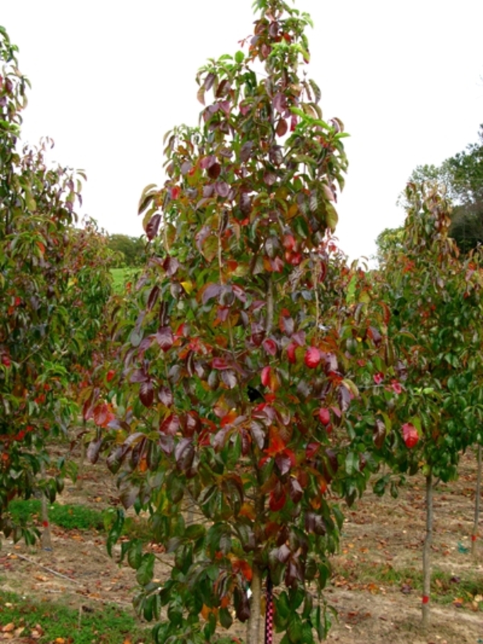 Red Rage™ Blackgum - Nyssa sylvatica 'Hayman's Red' from Pea Ridge Forest Red Rage™ Blackgum - Nyssa sylvatica 'Hayman's Red' from Pea Ridge Forest