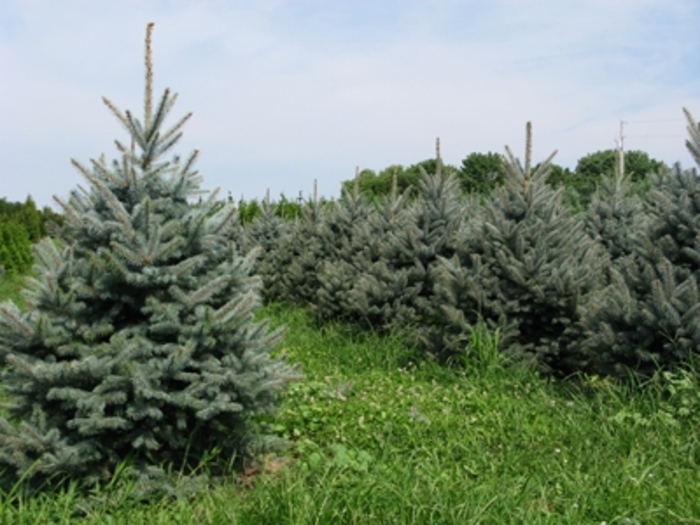 Fat Albert Blue Spruce - Picea pungens 'Fat Albert' from Pea Ridge Forest