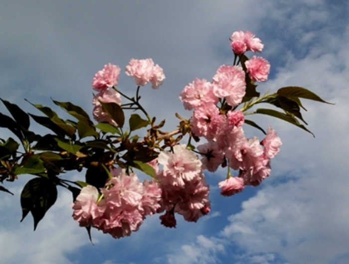 Flowering Cherry - Prunus serrulata 'Kwanzan' from Pea Ridge Forest Flowering Cherry - Prunus serrulata 'Kwanzan' from Pea Ridge Forest