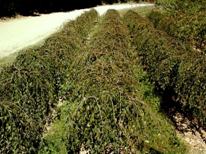 Snow Fountain Weeping Cherry - Prunus x 'Snofozam' from Pea Ridge Forest