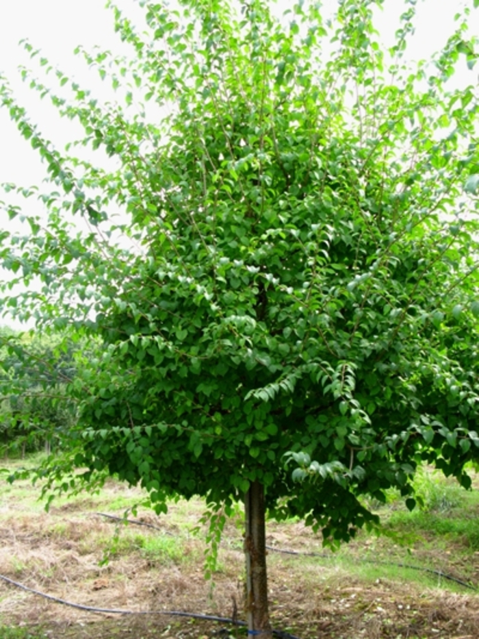 China Snow® Peking Lilac - Syringa pekinensis ''Morton'' from Pea Ridge Forest